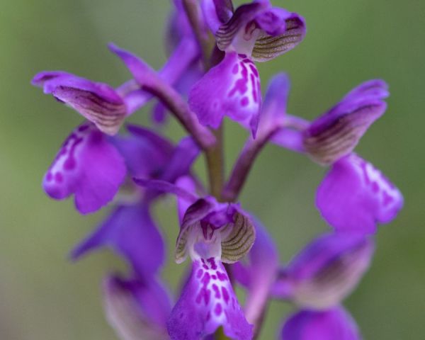 "Hai mai visto un’orchidea selvatica?". Con il WWF al Bosco di Rocconi
